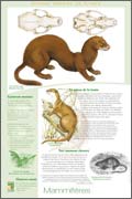 Panneau de l'exposition Animaux menaces de France