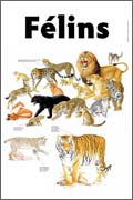 Felins
