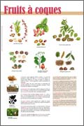 Panneau de l'exposition Fruits