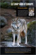 Panneau de l'exposition Le loup