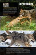 Panneau de l'exposition Le loup